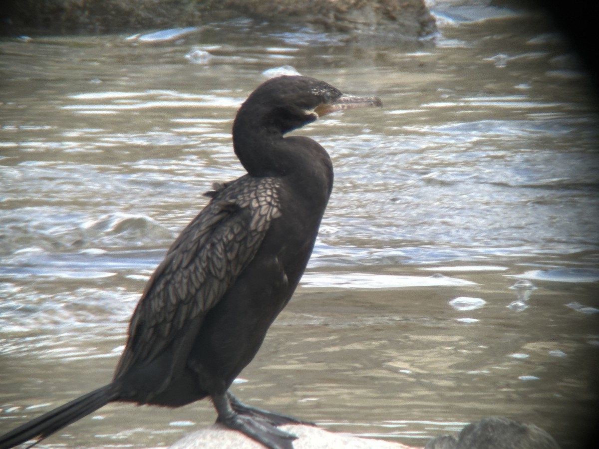 Neotropic Cormorant - ML602008981