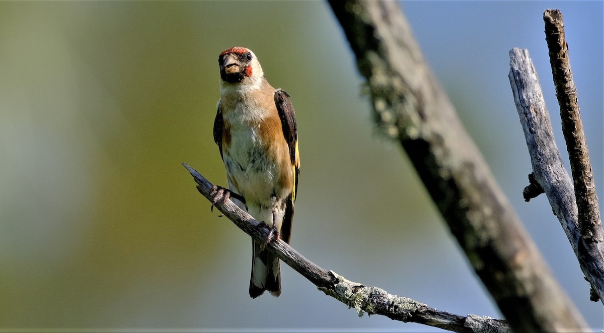 Jilguero Europeo - ML602009041