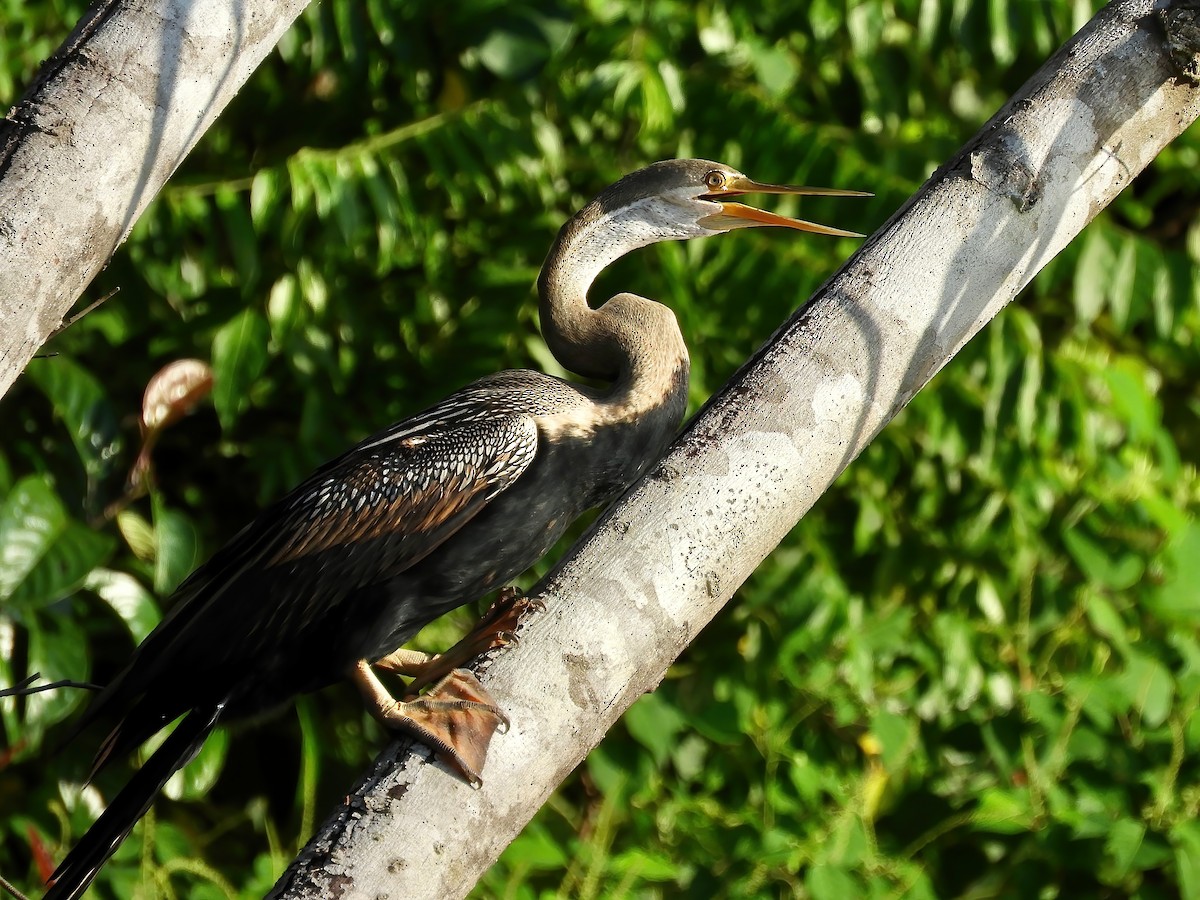 Oriental Darter - ML602009281