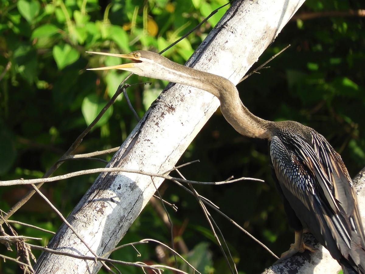 Oriental Darter - ML602009291