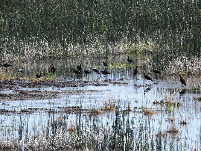 ibis americký - ML602009321