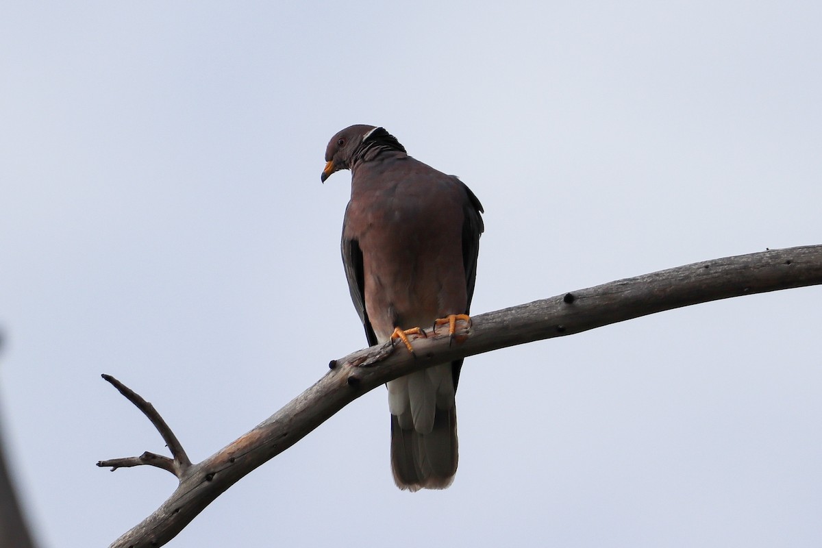 Band-tailed Pigeon - Aeris  Clarkson