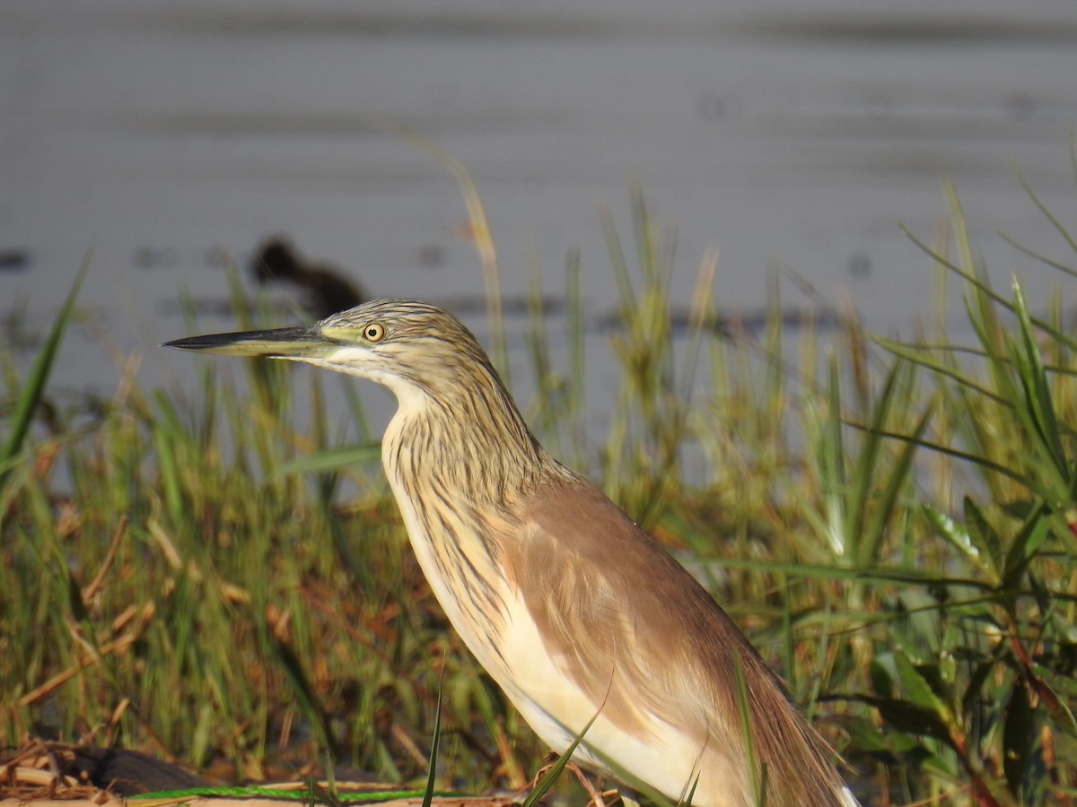 Squacco Heron - Akash Gulalia