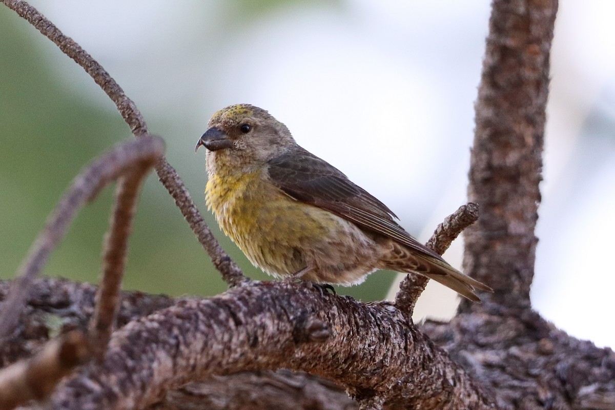 Red Crossbill - ML602010131