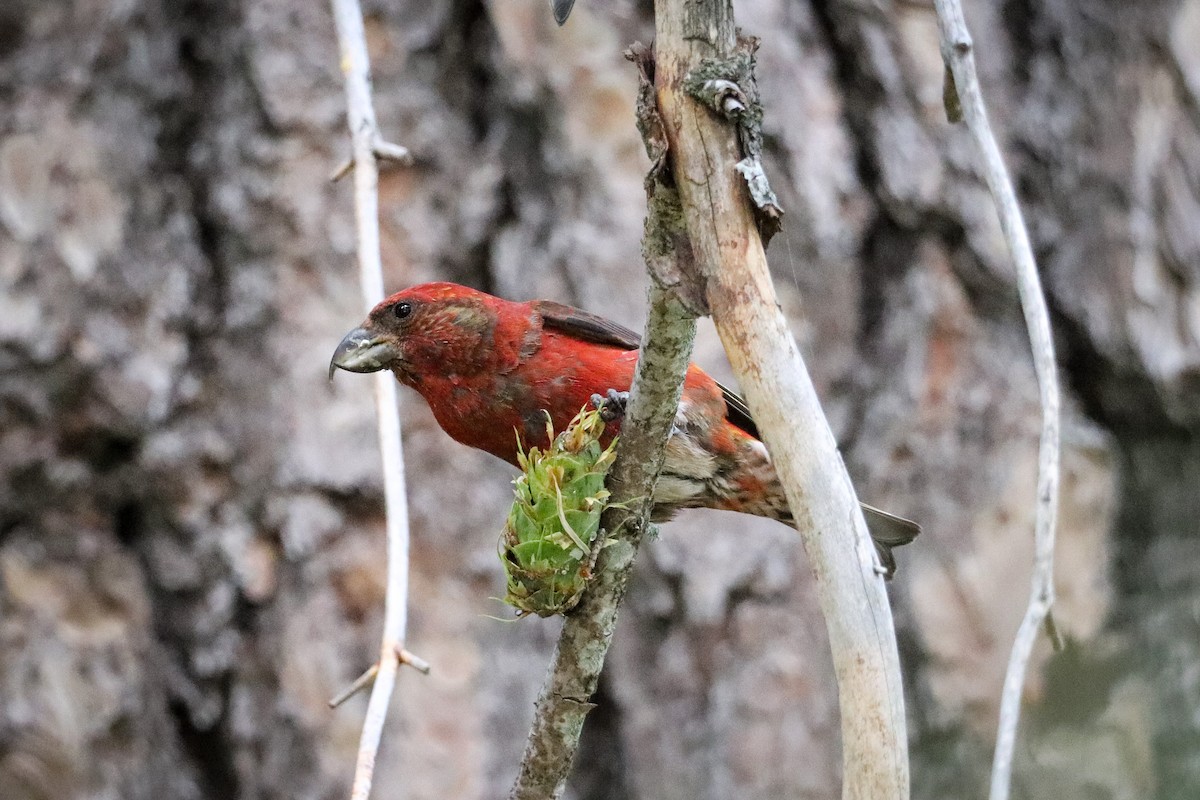 Red Crossbill - ML602010141