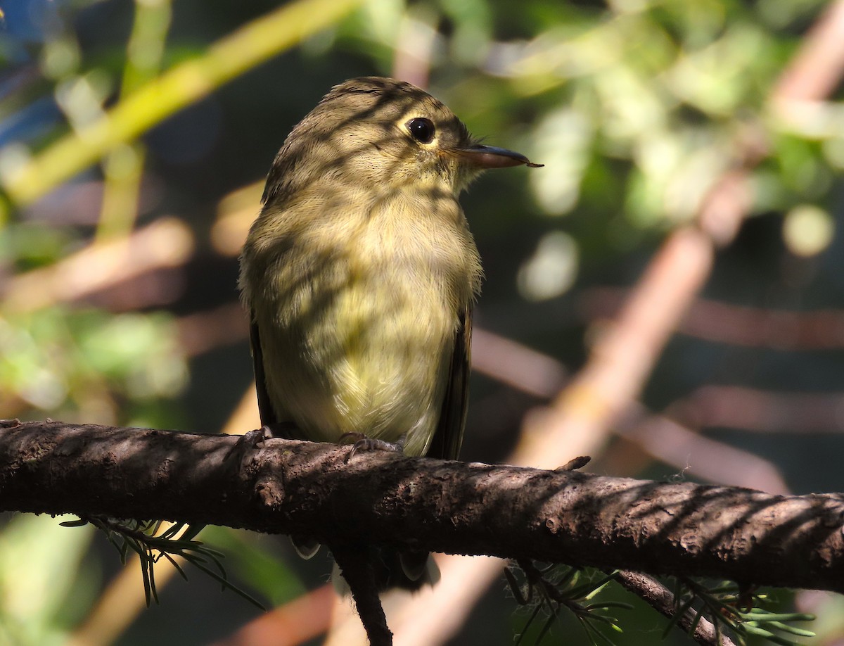 Western Flycatcher (Cordilleran) - ML602010201