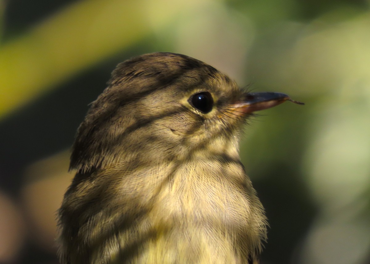 Western Flycatcher (Cordilleran) - ML602010221