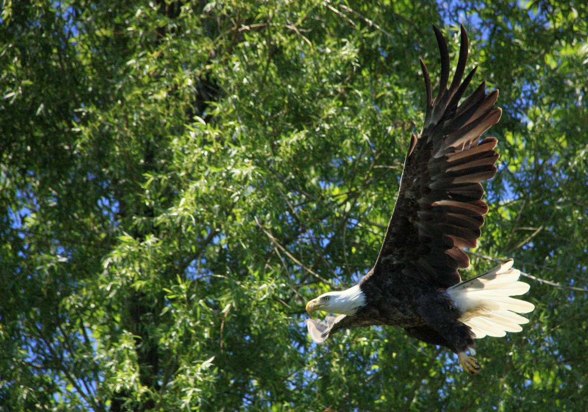 Bald Eagle - Nigel Finney