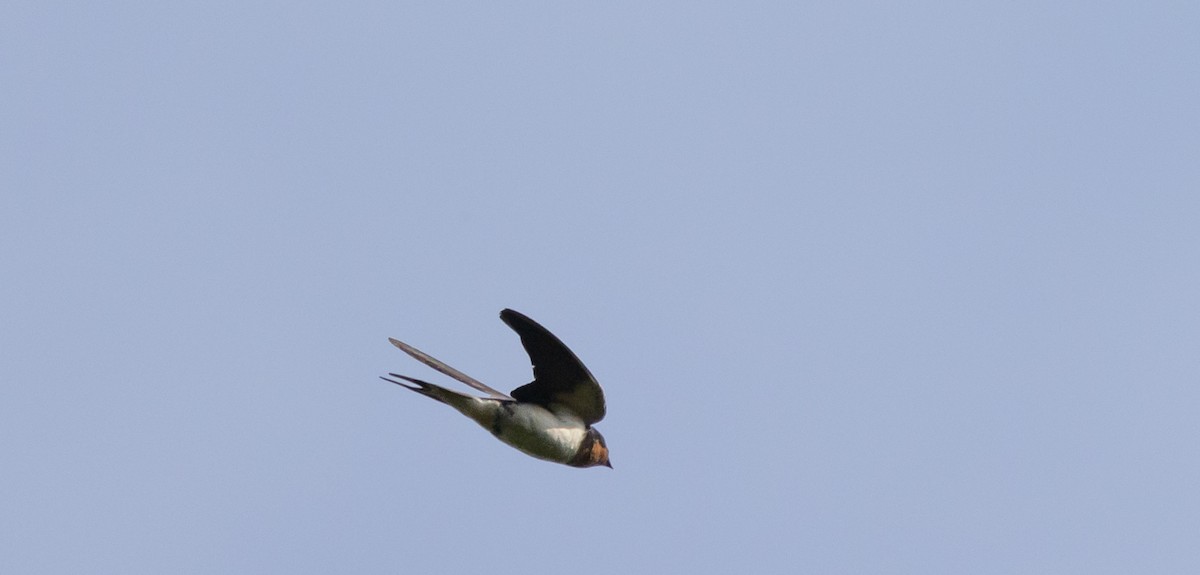 Barn Swallow (American) - ML602013181