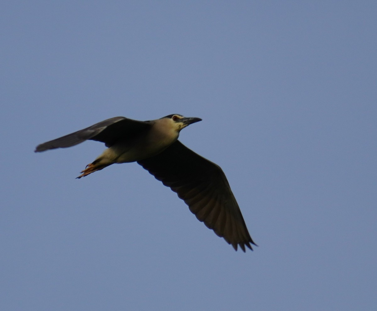 Black-crowned Night Heron - ML602013651