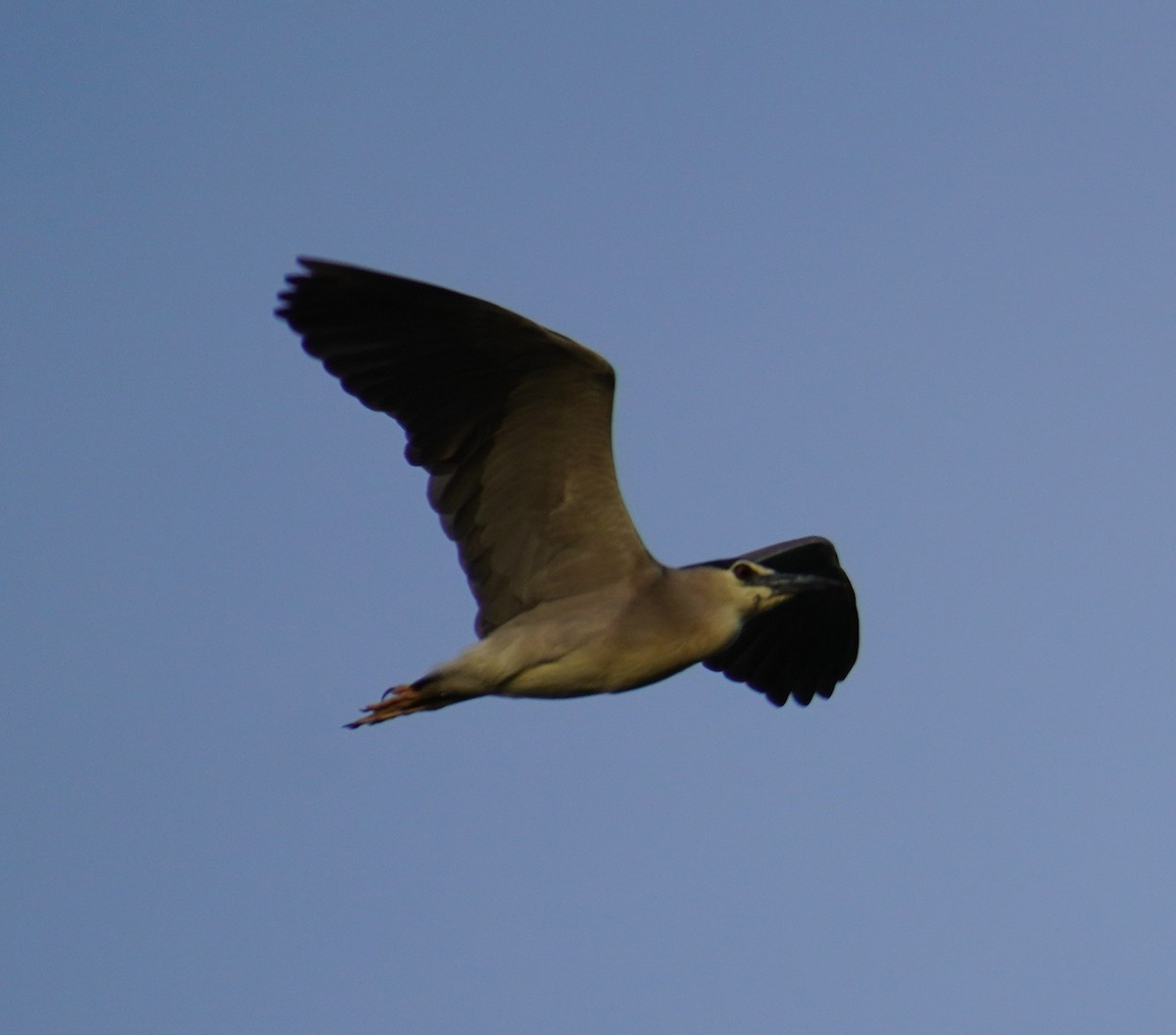 Black-crowned Night Heron - ML602013661