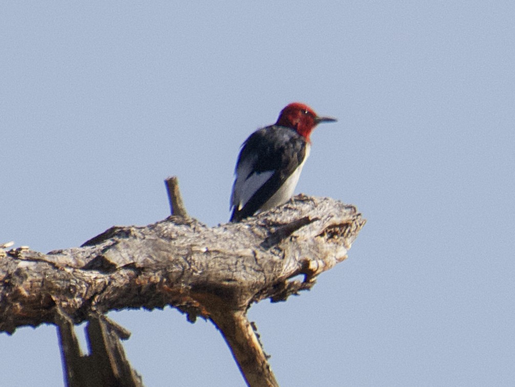 Red-headed Woodpecker - ML602014441