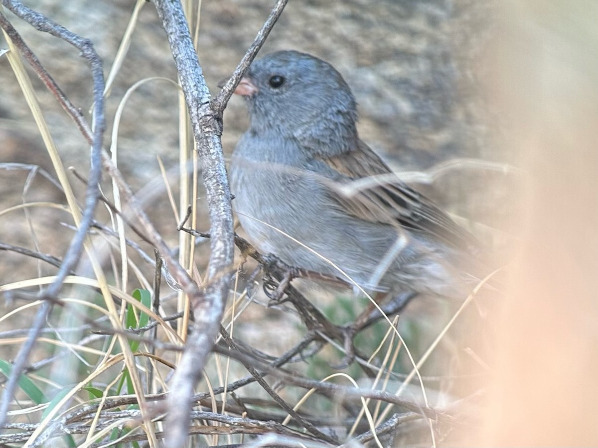 Black-chinned Sparrow - ML602014511