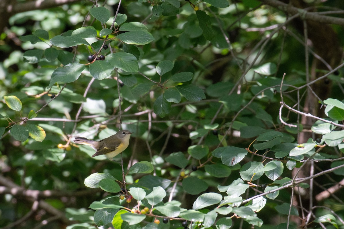 American Redstart - ML602016441