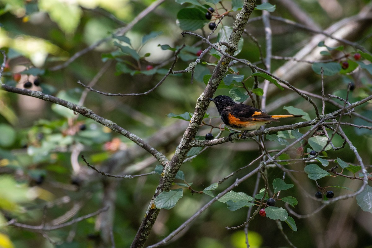 American Redstart - ML602016451