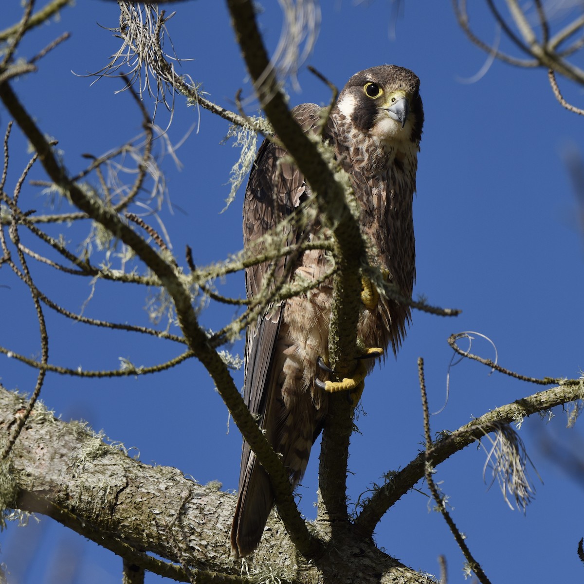 Peregrine Falcon - ML60201731