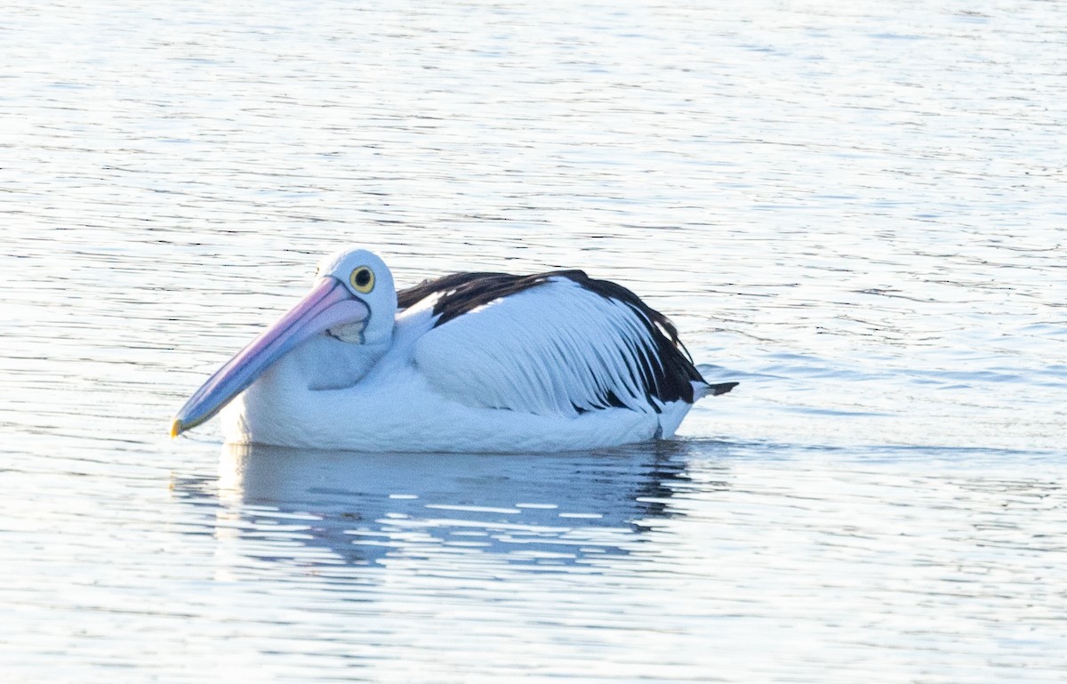 pelikán australský - ML602017451