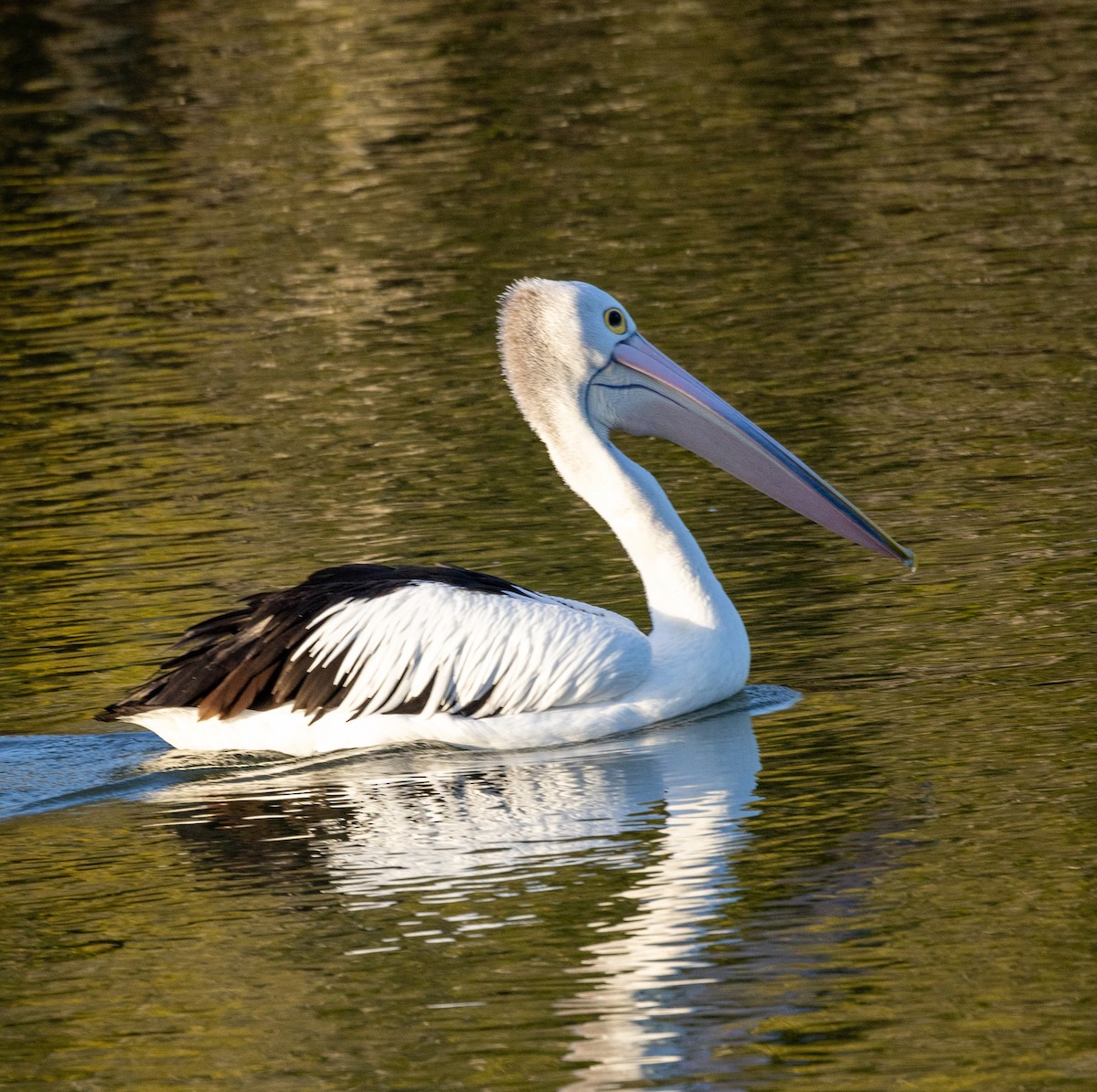 Australian Pelican - Allan Spradling