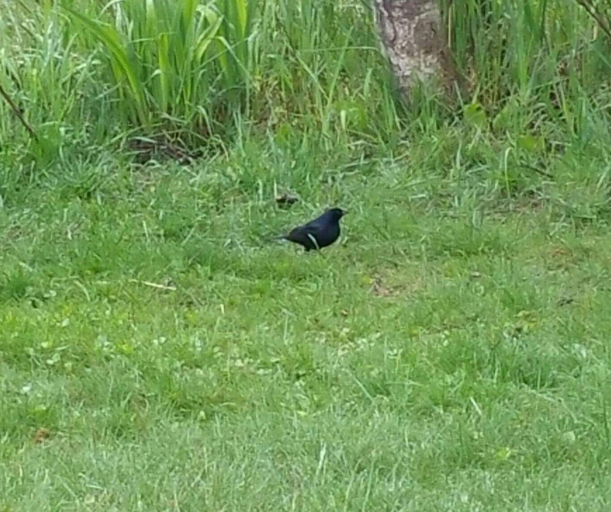 Shiny Cowbird - ML60201861