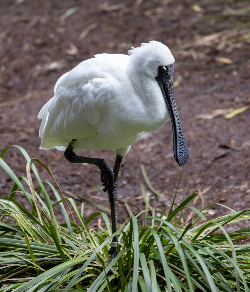 Royal Spoonbill - ML602018621