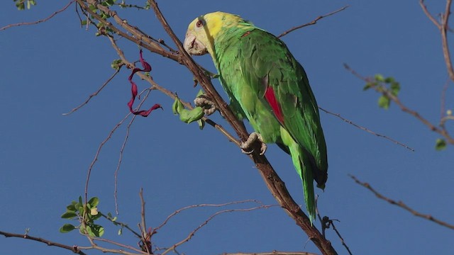Yellow-headed Amazon (Tres Marias Is.) - ML602019641