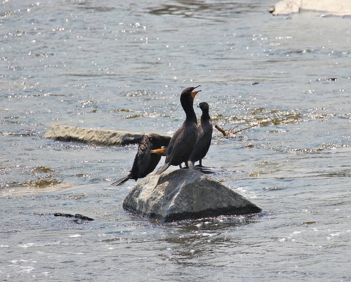 Double-crested Cormorant - ML602019951