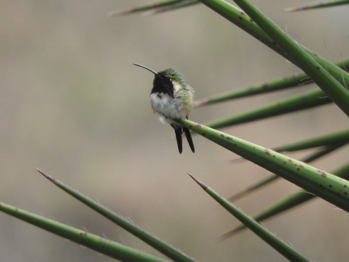 Lucifer Hummingbird - ML602020101