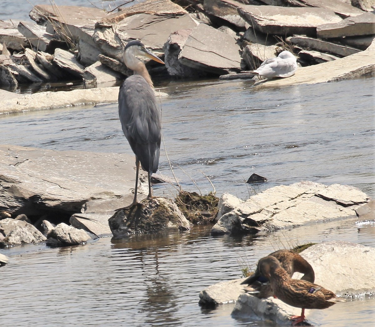 Great Blue Heron - ML602020151