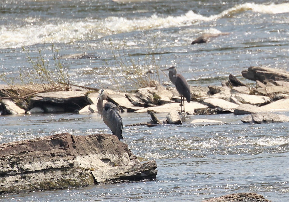 Great Blue Heron - ML602020341