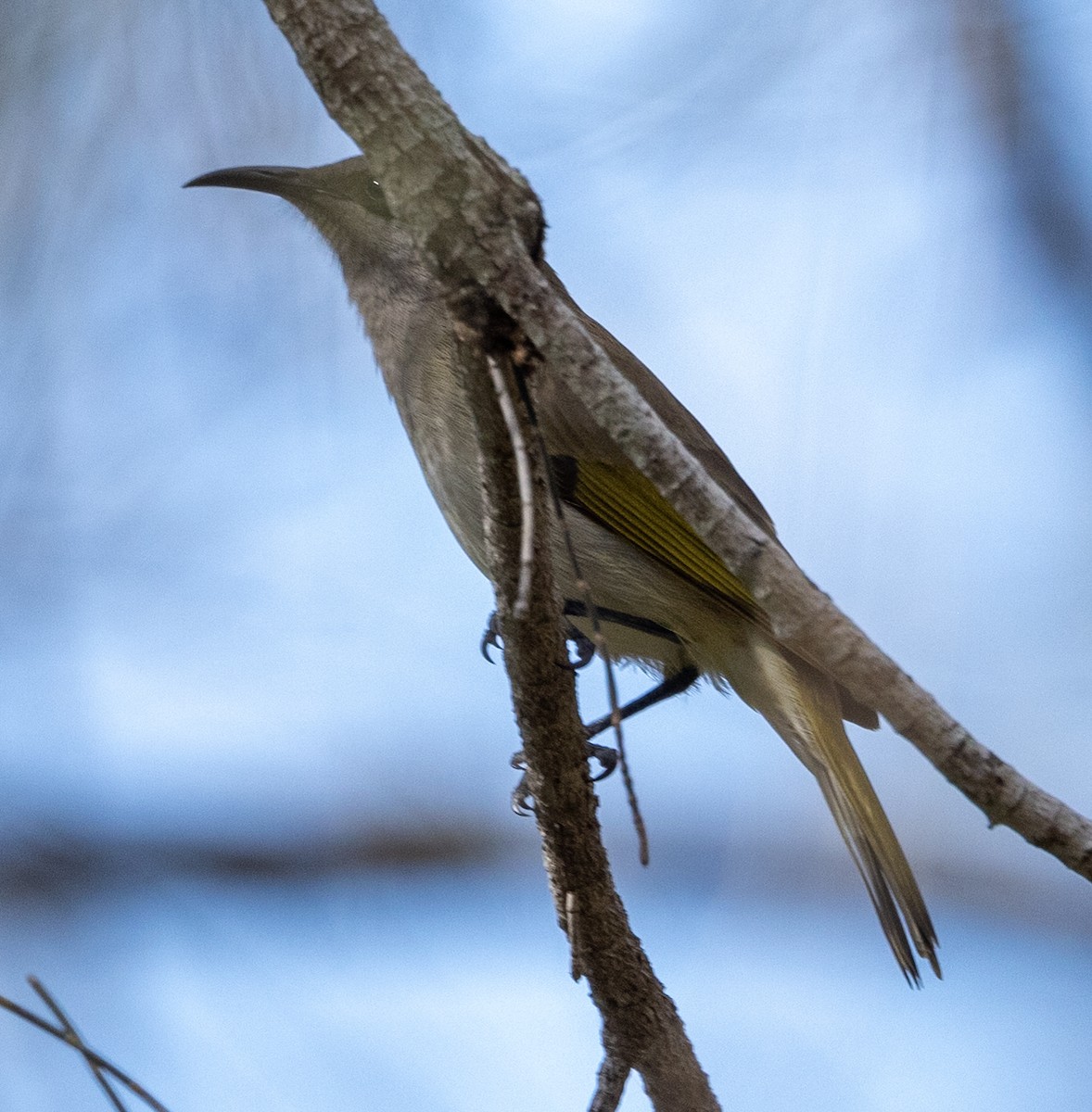 Brown Honeyeater - Allan Spradling