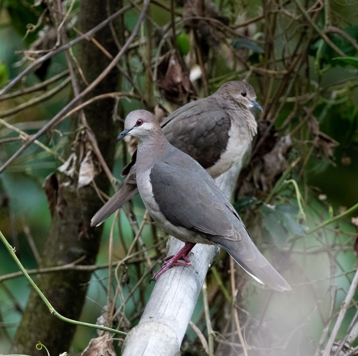 White-tipped Dove (decolor) - ML602020551