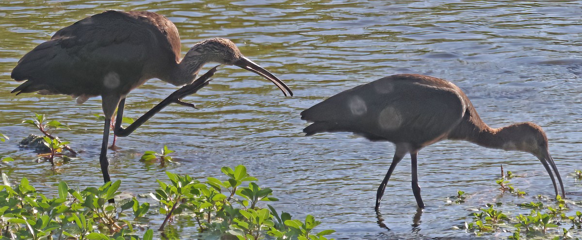 White-faced Ibis - ML602021191