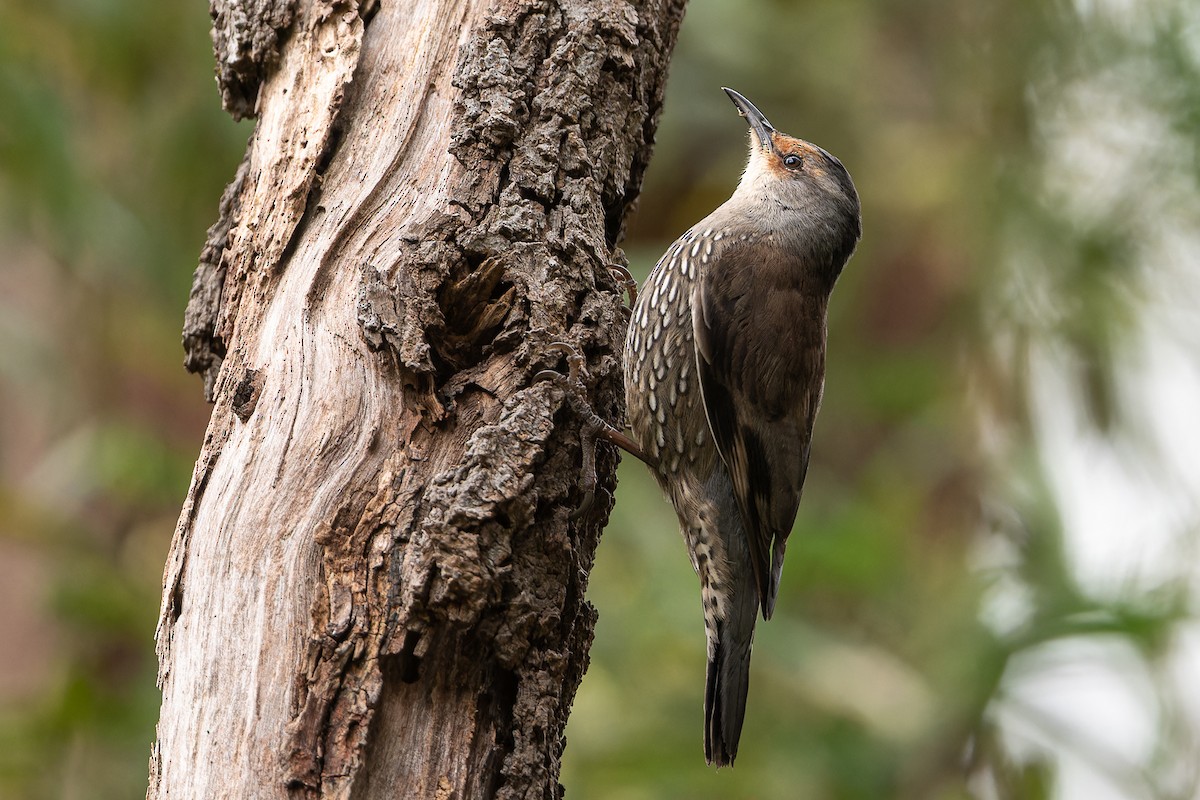 Red-browed Treecreeper - John  Van Doorn