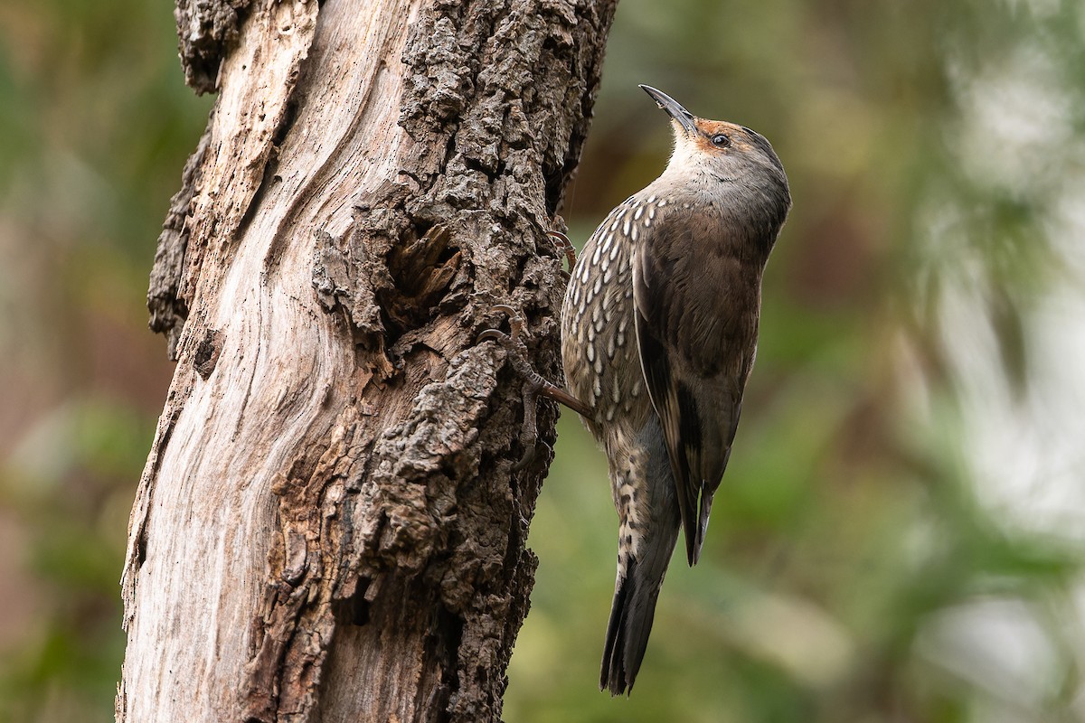 Red-browed Treecreeper - John  Van Doorn