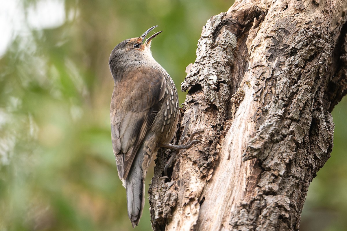 Red-browed Treecreeper - John  Van Doorn