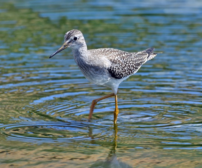 Greater Yellowlegs - ML602022621