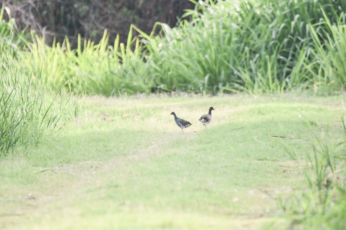 Gallinule d'Amérique - ML602023151