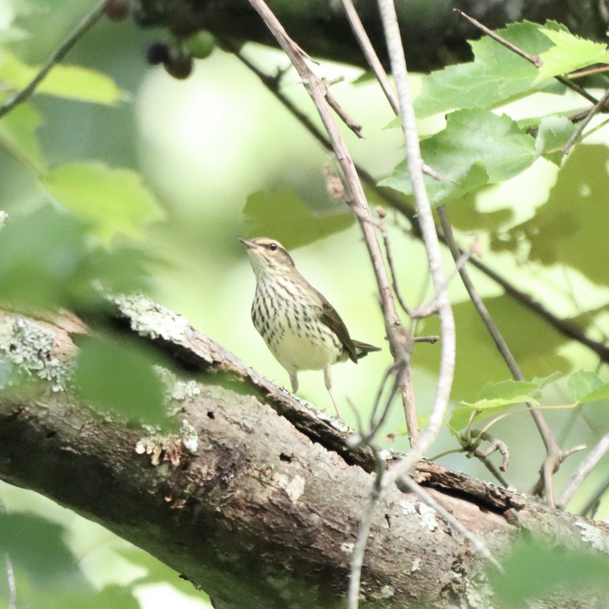 Northern Waterthrush - ML602023291