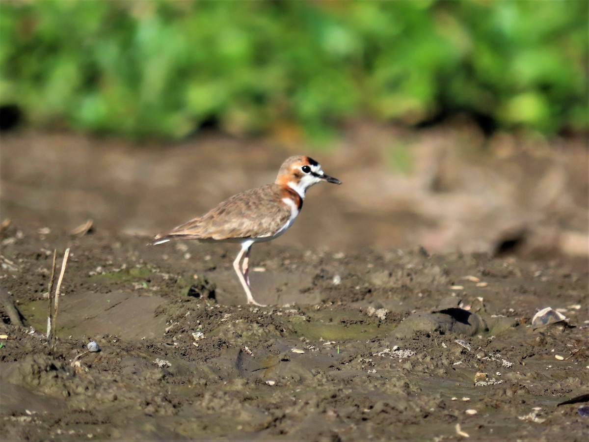 Collared Plover - ML602023601