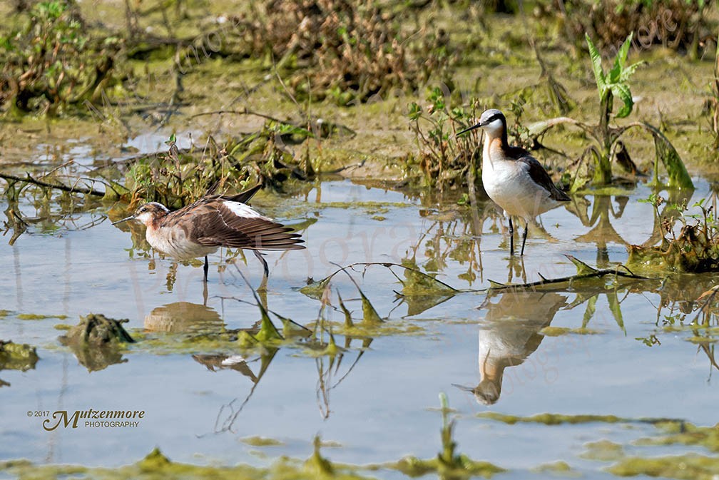 Wilson's Phalarope - Ewa Mutzenmore