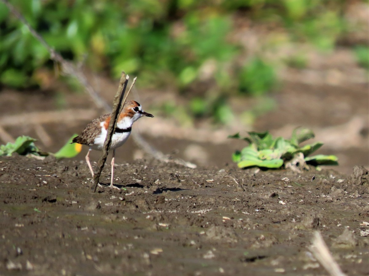 Collared Plover - ML602023631