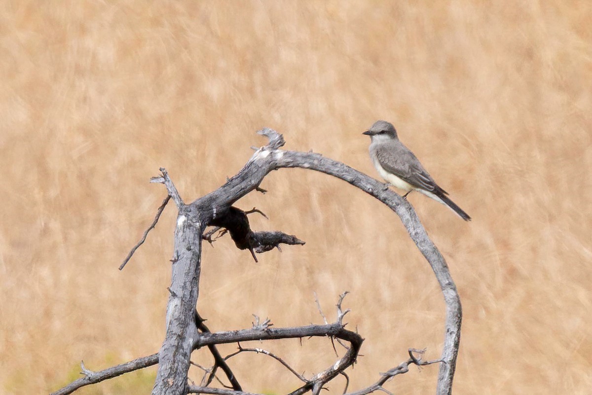 Western Kingbird - Glenn Cantor