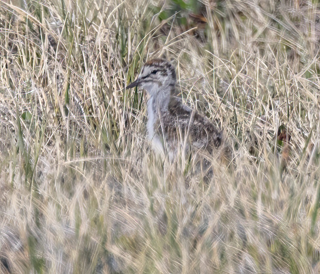 Baird's Sandpiper - Caroline Lambert