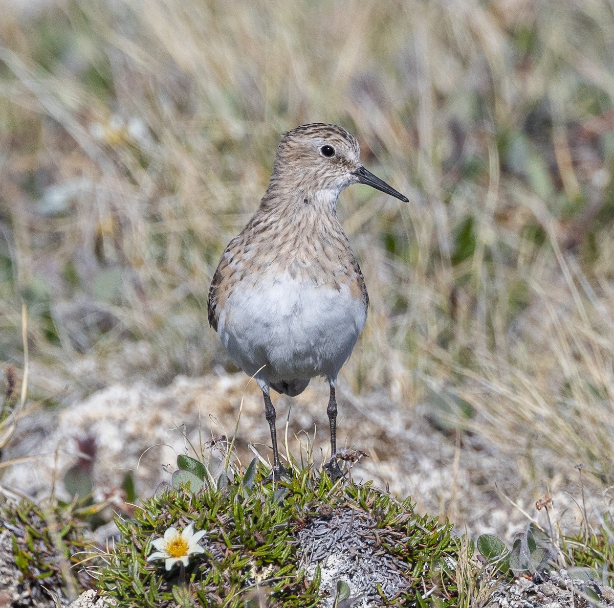 Baird's Sandpiper - Caroline Lambert