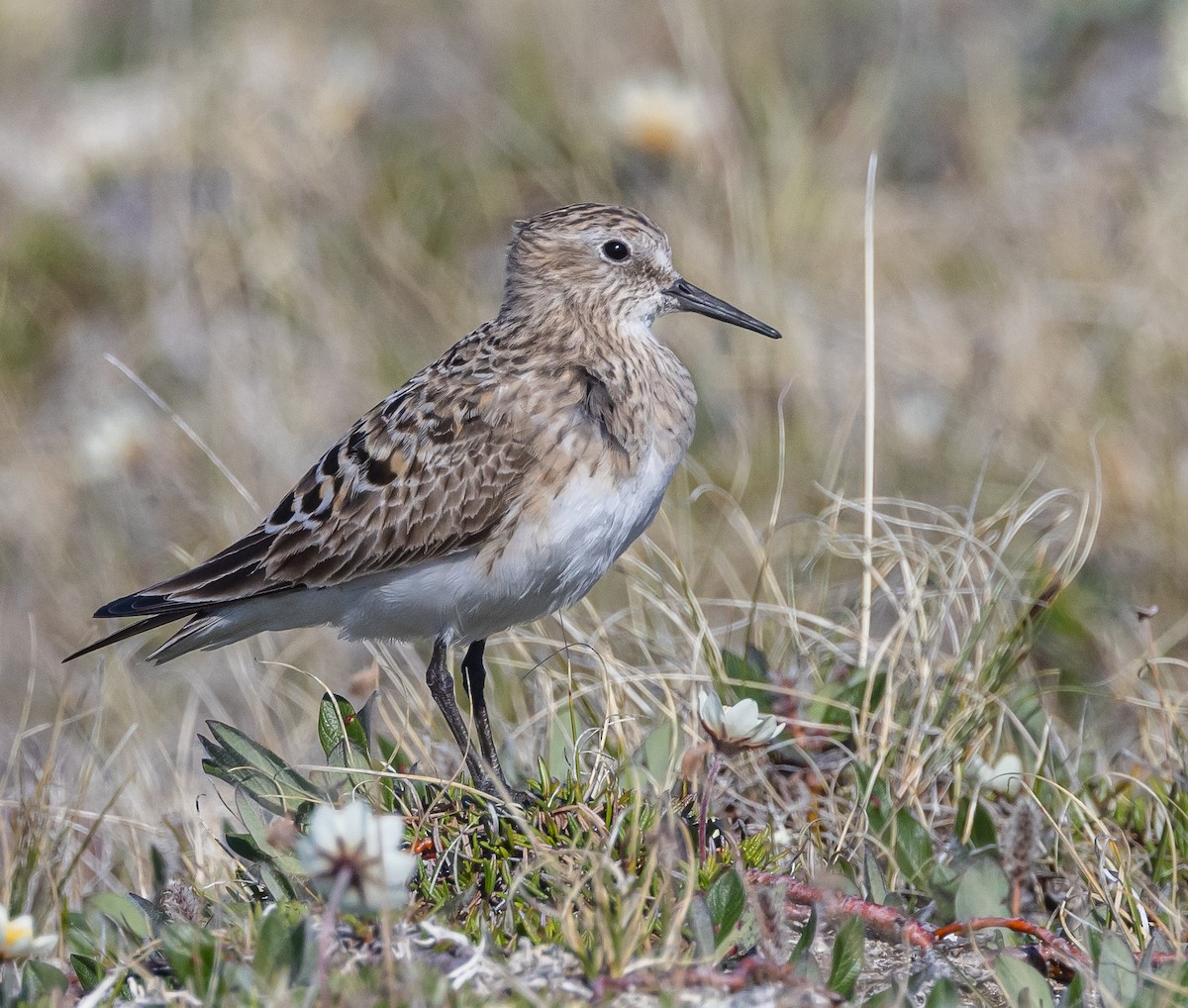 Baird's Sandpiper - ML602024081