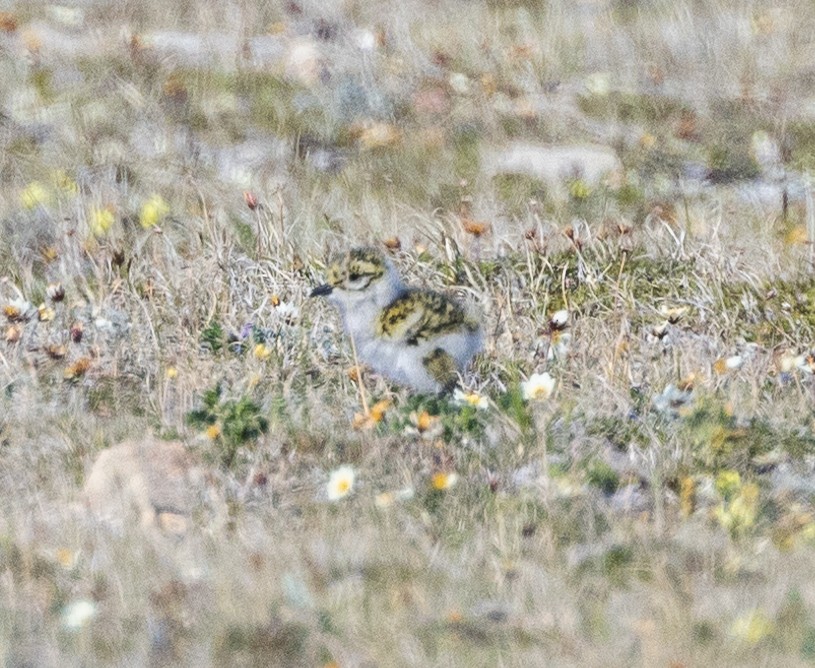 Black-bellied Plover - ML602024581