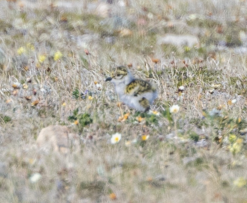 Black-bellied Plover - ML602024591