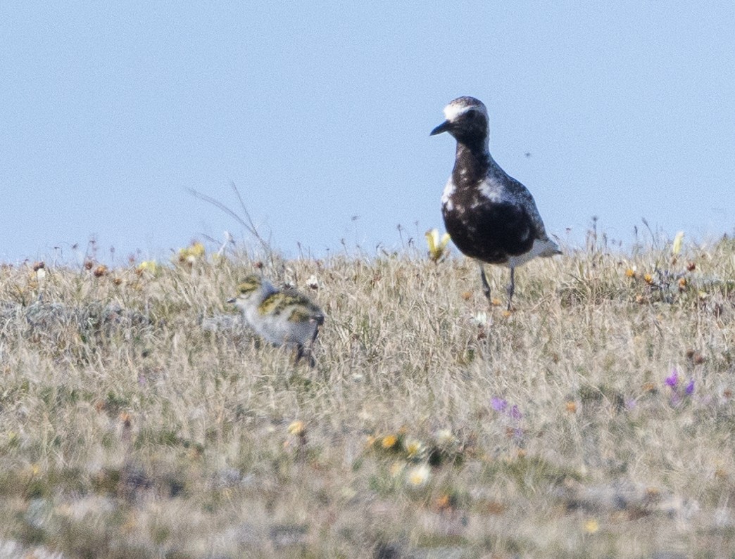 Black-bellied Plover - ML602024601