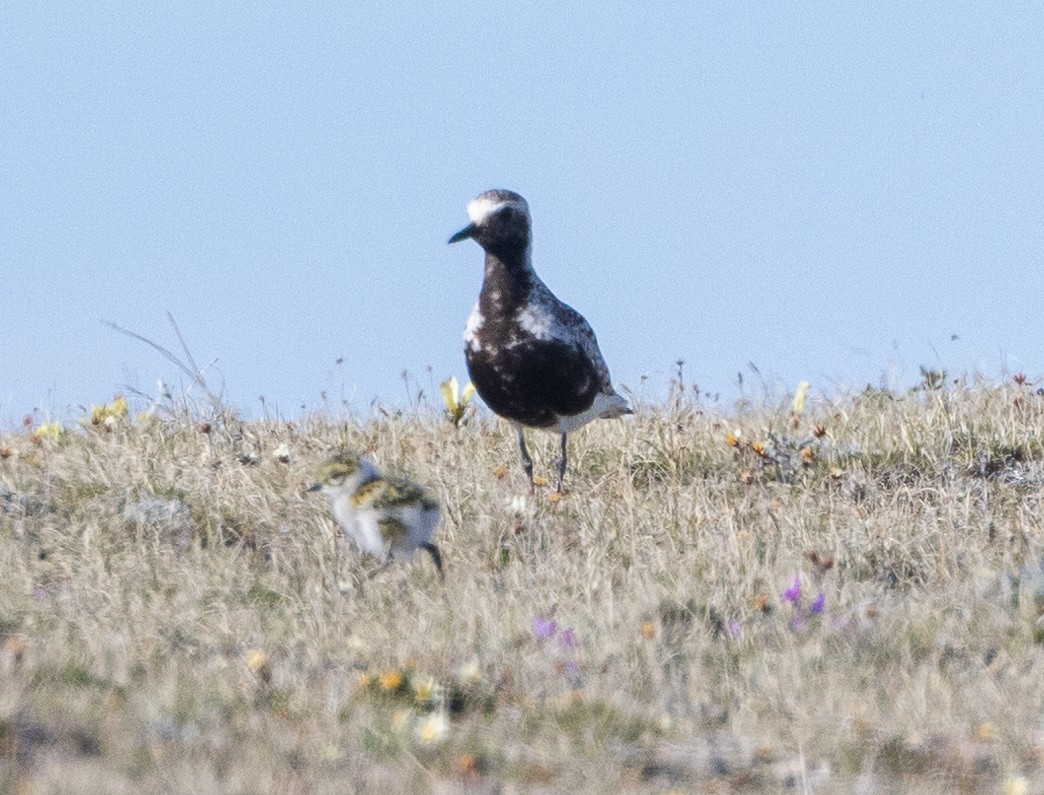 Black-bellied Plover - ML602024611