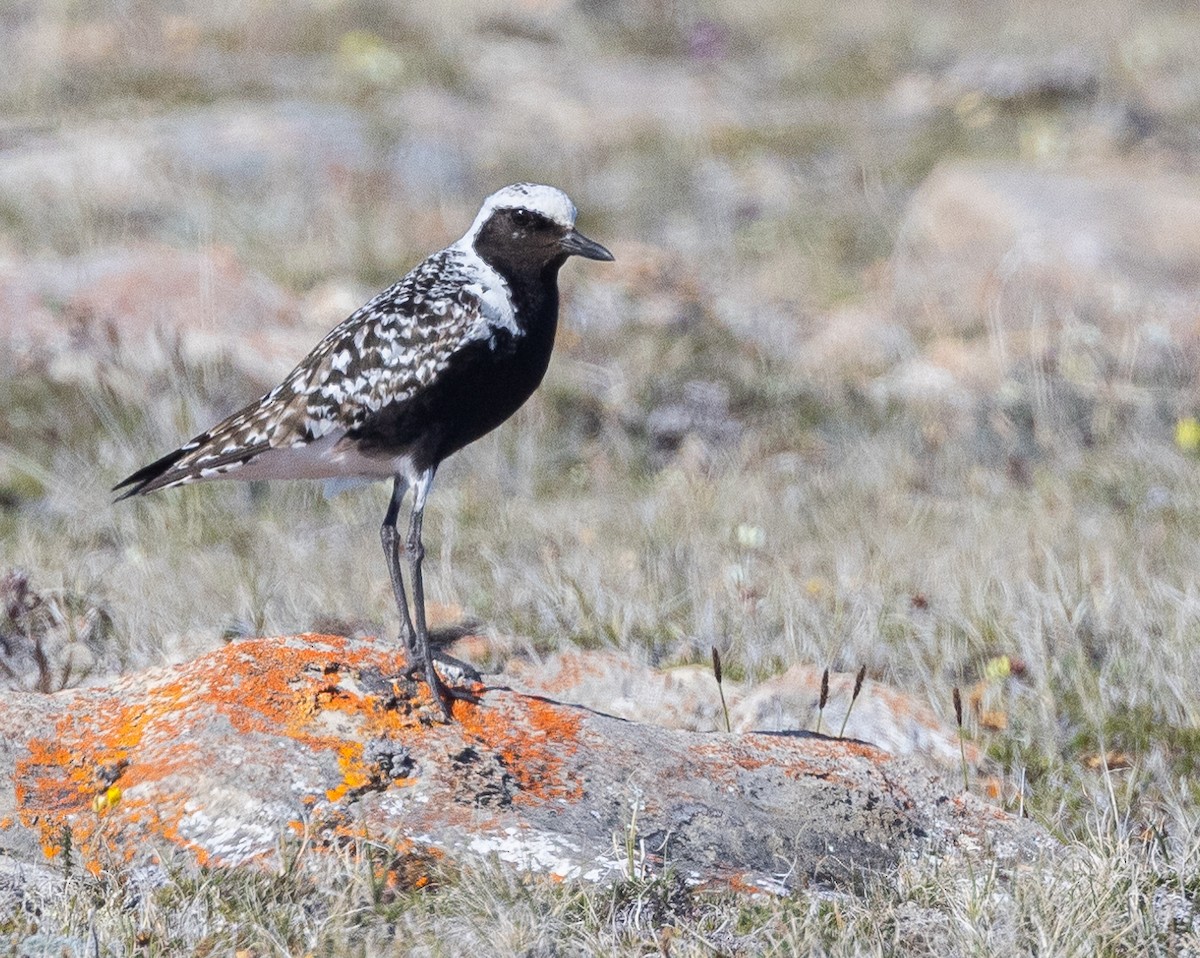 Black-bellied Plover - ML602024621